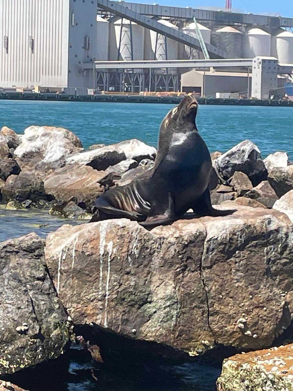 Visit The Seals