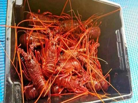 Geraldton Rock Lobster Pot Pull