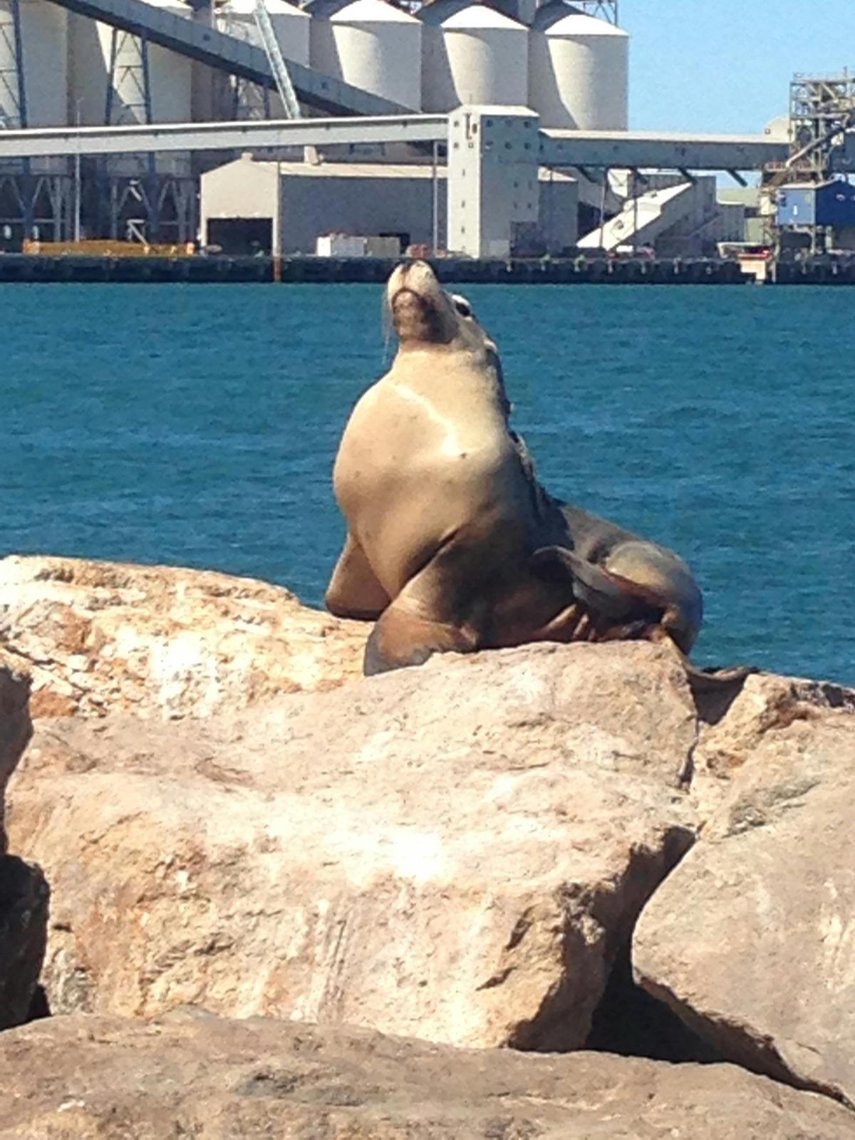Seal