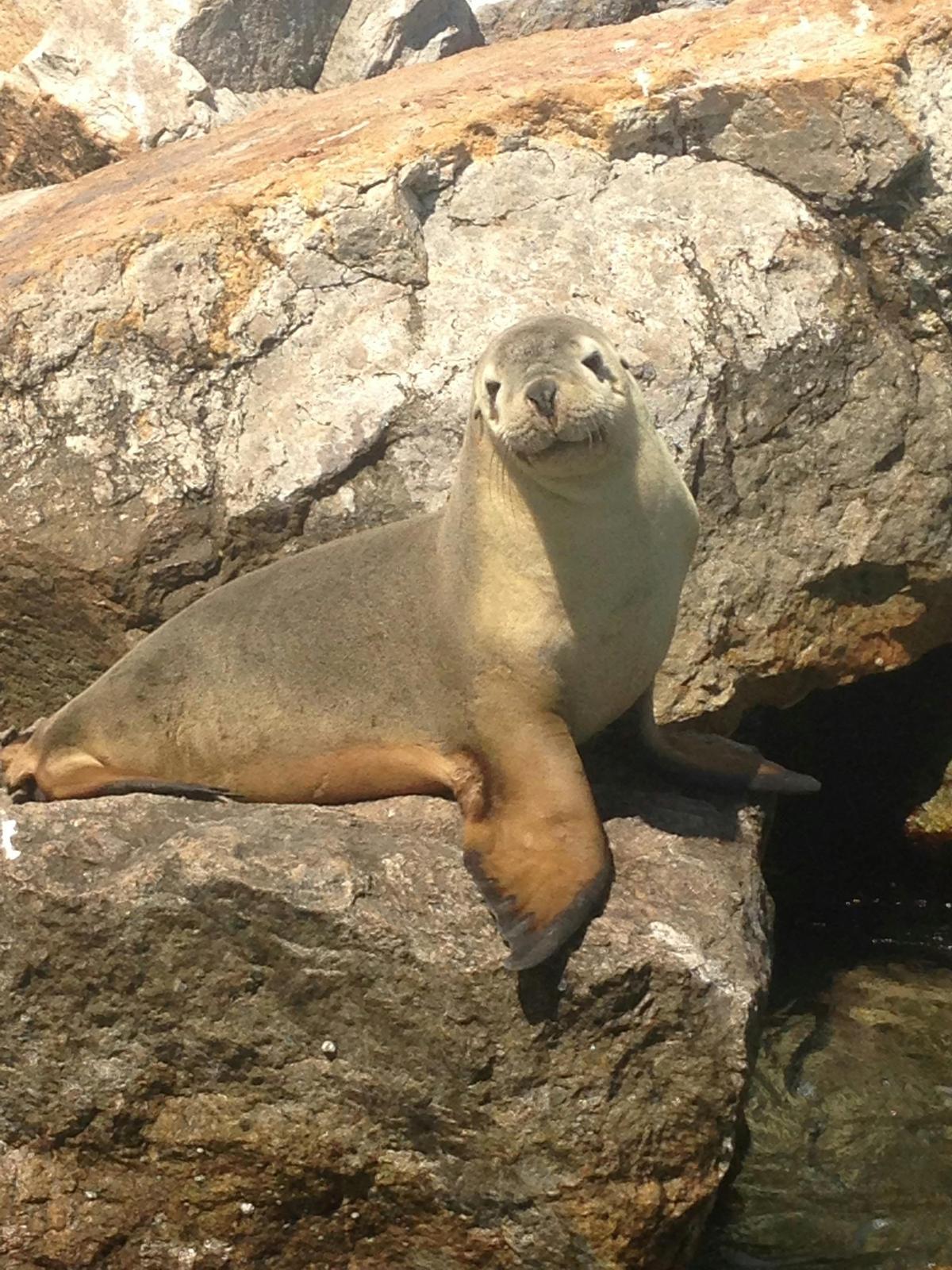 Seal