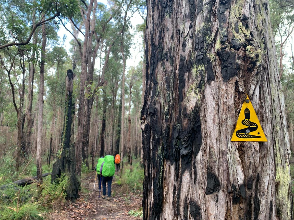 Bibbulmun Pemberton – Northcliffe Pack & Camp 3 Day Hike