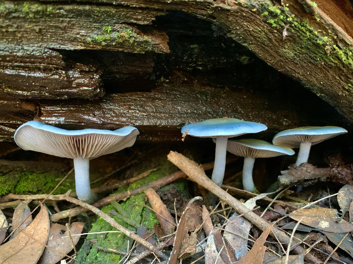Bibbulmun Balingup – Donnelly River Pack & Camp 3 Day Hike