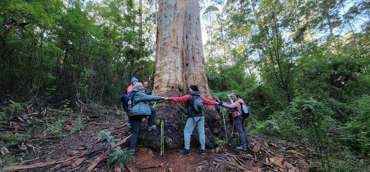 Southern Forests Weekender Experience