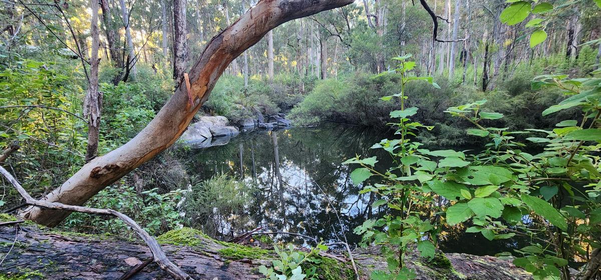 Bibbulmun Balingup – Donnelly River Pack & Camp 3 Day Hike