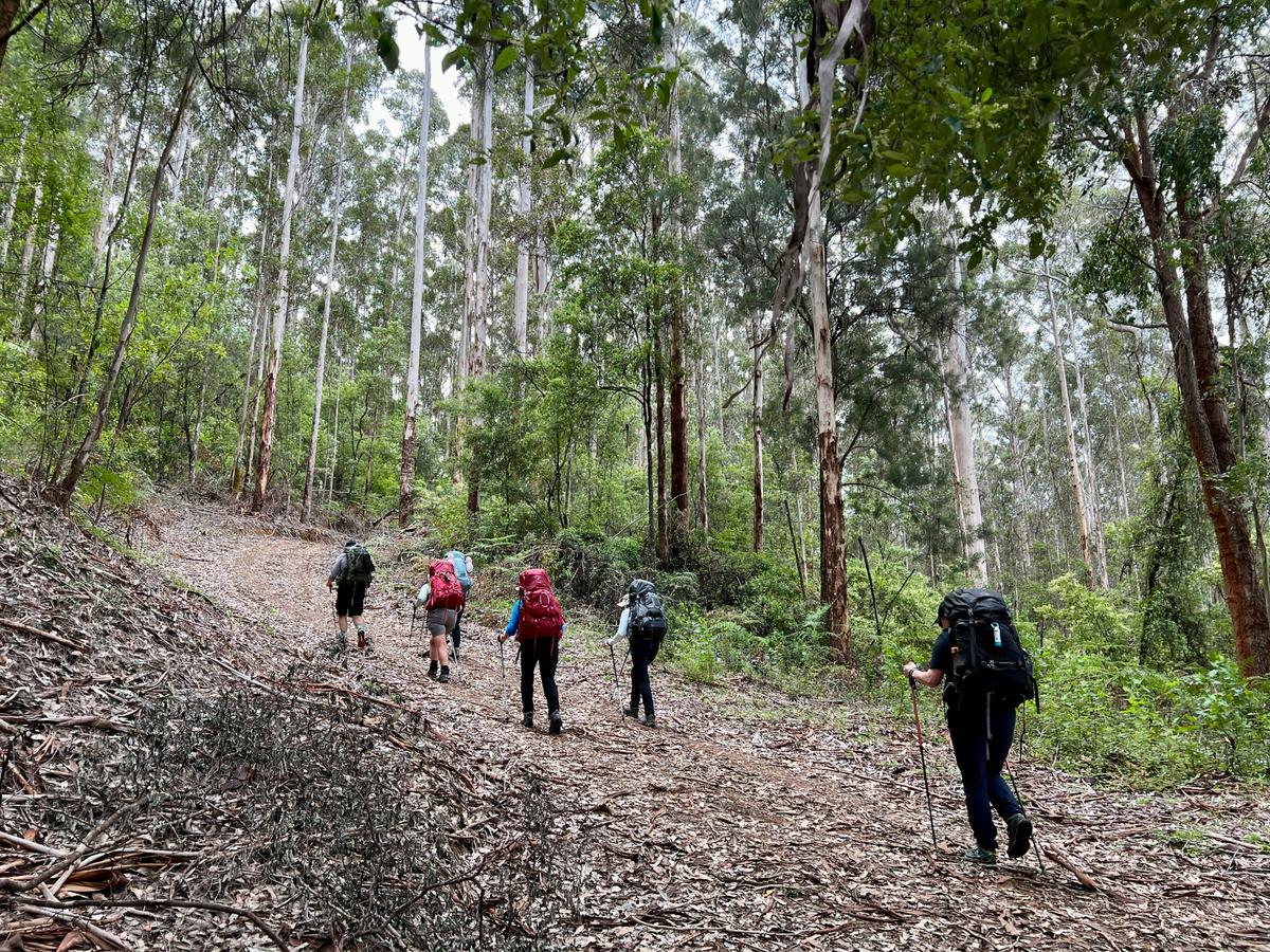 Bibbulmun Pemberton – Northcliffe Pack & Camp 3 Day Hike