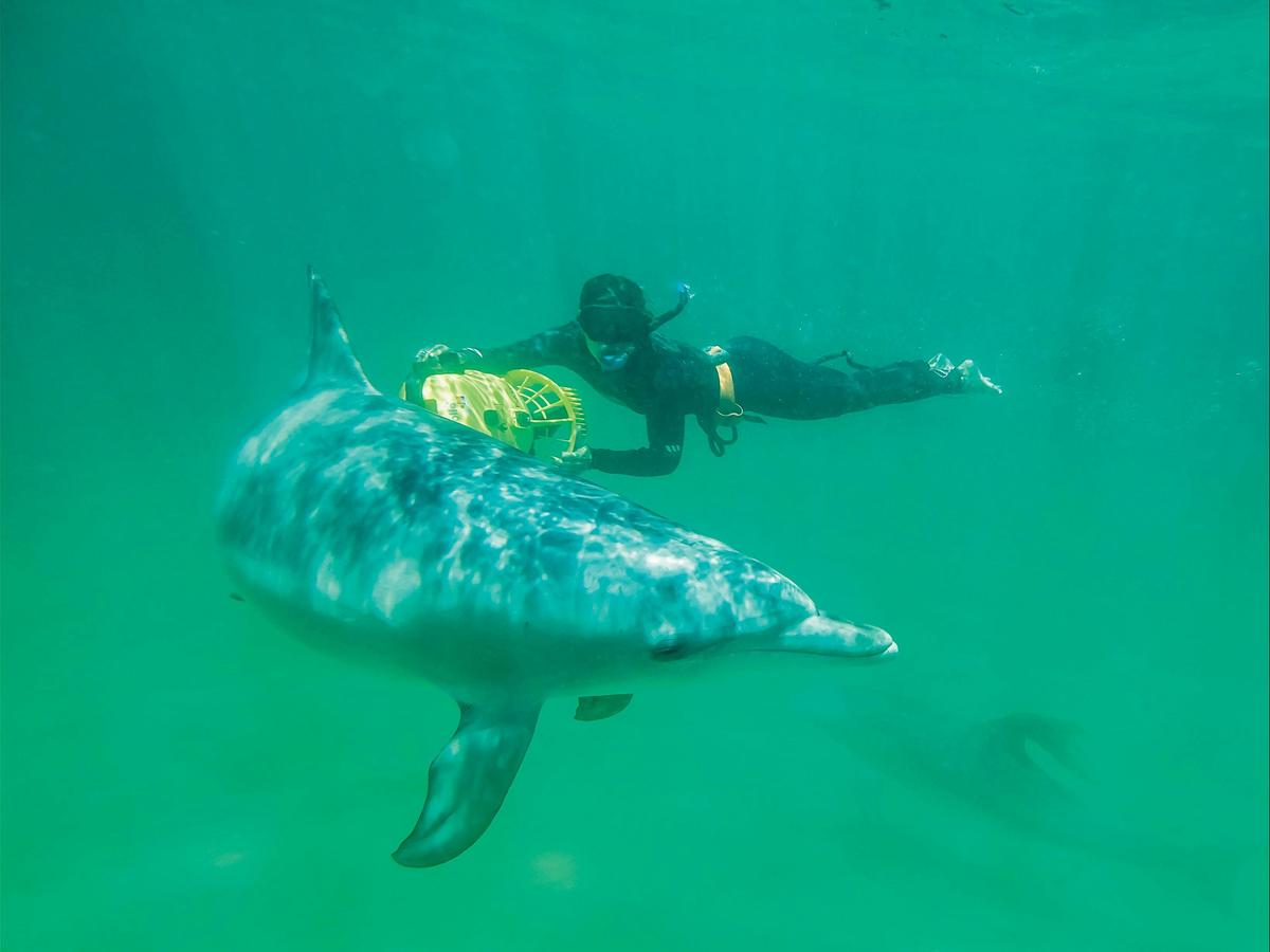 Swim with wild dolphins