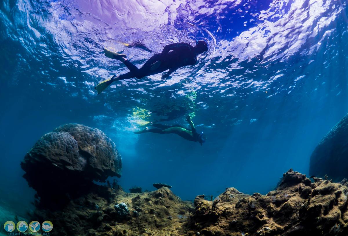 Humpback Whale Swim (Exclusive use)
