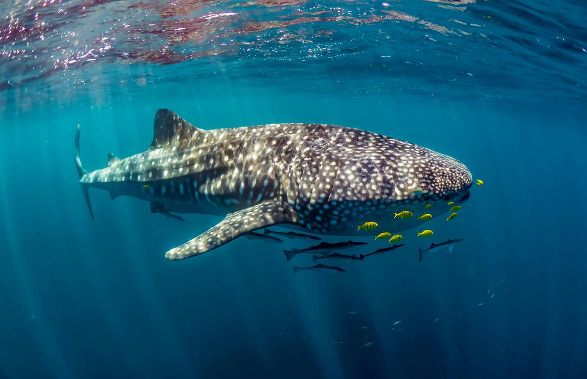 Whale Shark