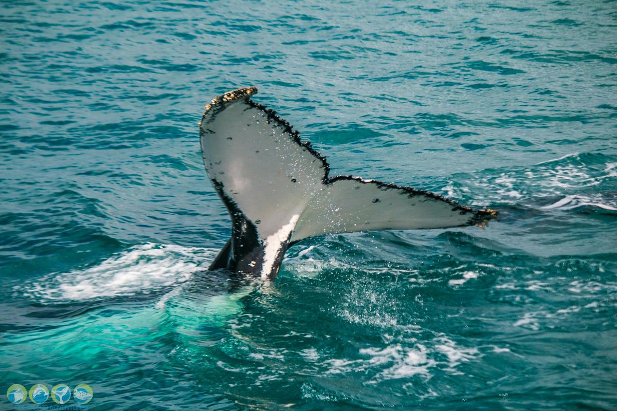Humpback Whale Swim (Exclusive use)