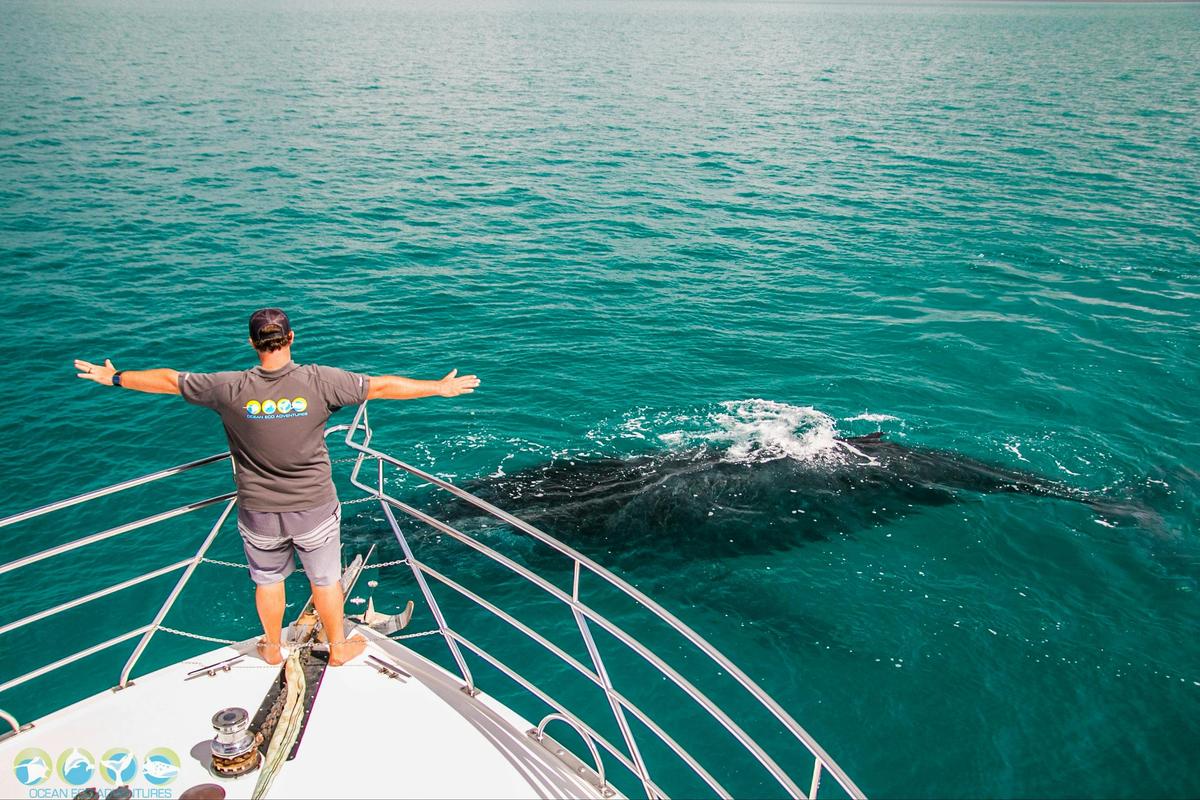 Humpback Whale Swim (Exclusive use)