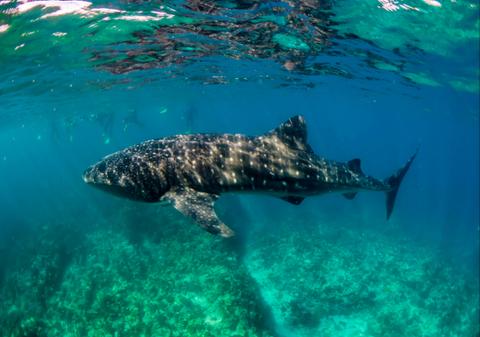 Whale Shark Discovery