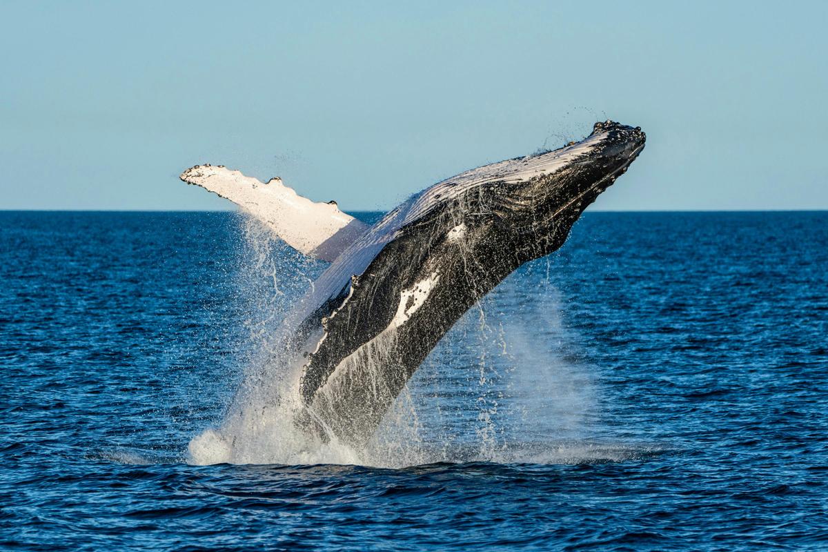 Sunset Whale Watching Cruise