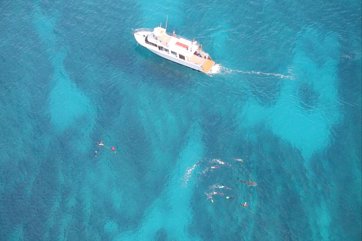 Whale Shark Discovery