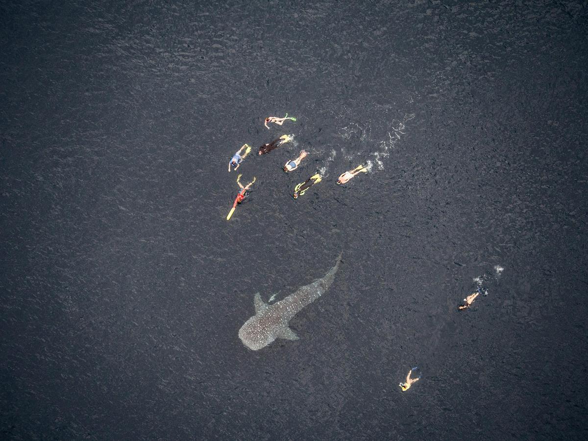 Swimming with the Whale Sharks!