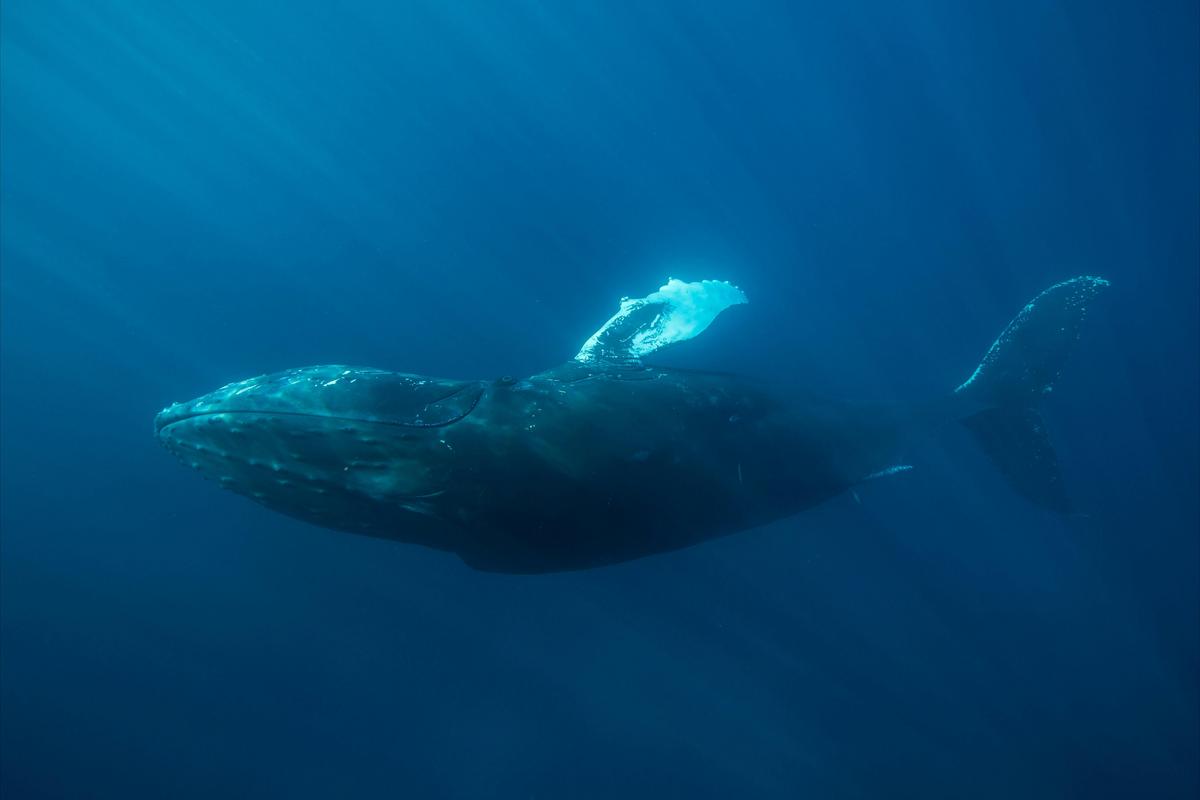 Humpback Whale