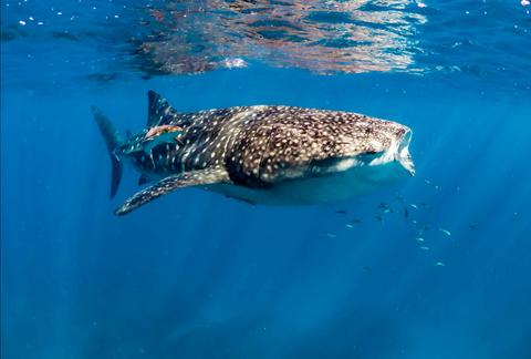 Whale Shark Discovery