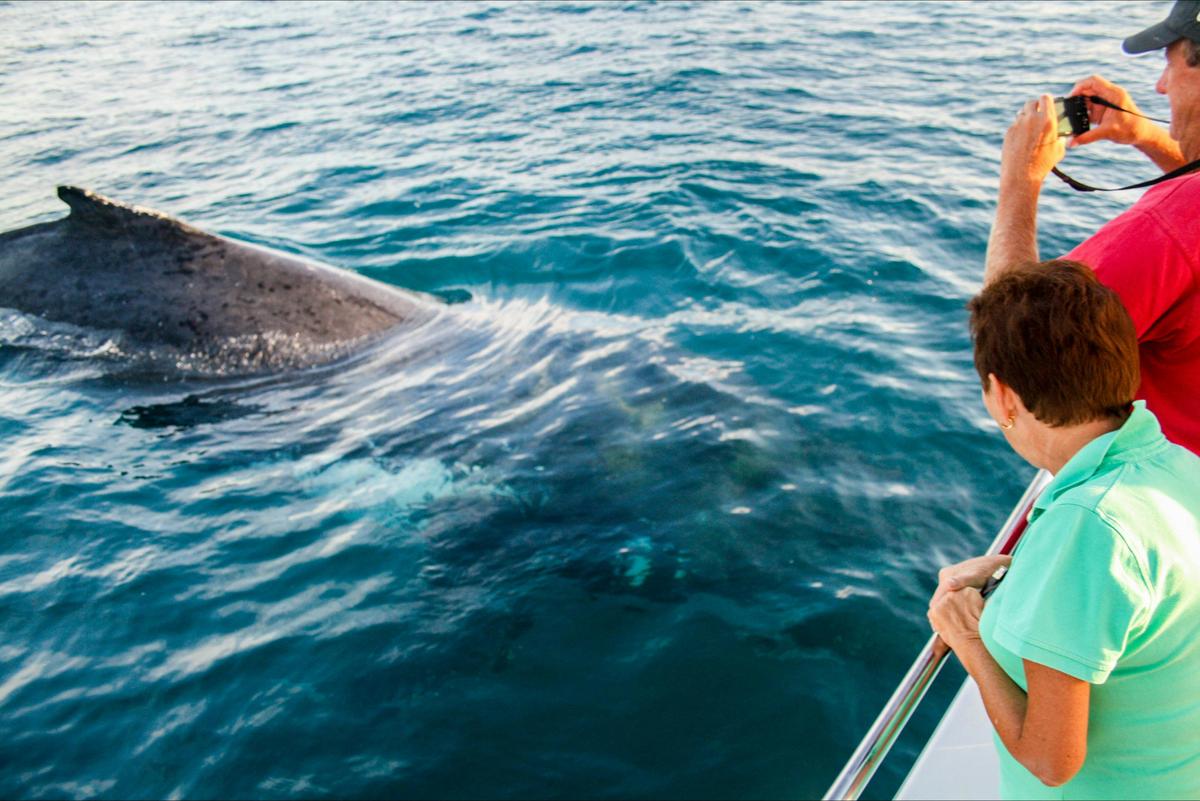 Sunset Whale Watching Cruise