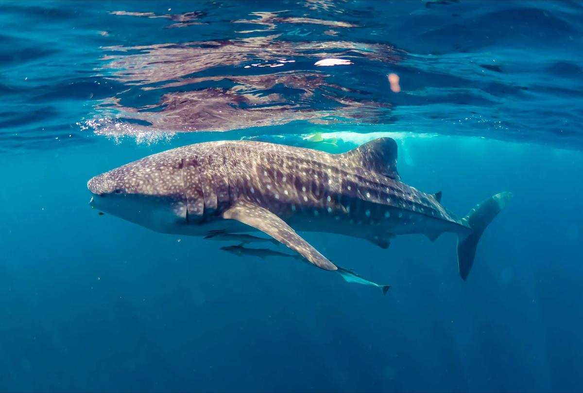 Whale Shark Discovery