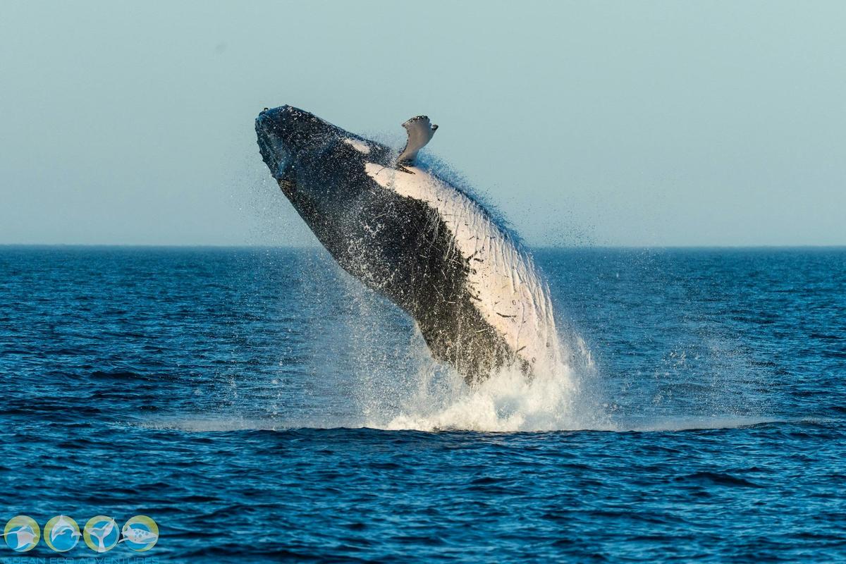 Sunset Whale Watching Cruise