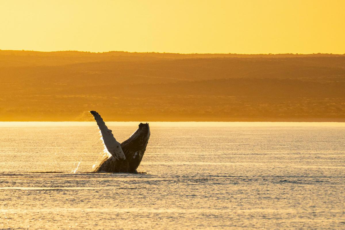 Sunset Whale Watching Cruise