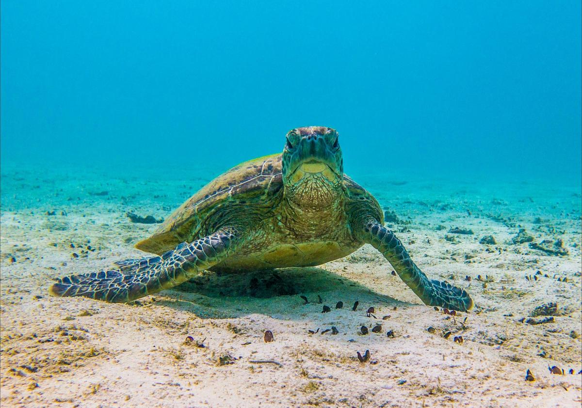 A Hawksbill Turtle - one of many they encounter whilst snorkelling on the Ningaloo Reef