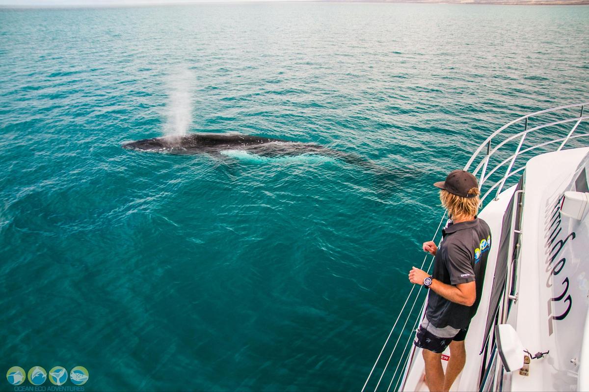 Sunset Whale Watching Cruise