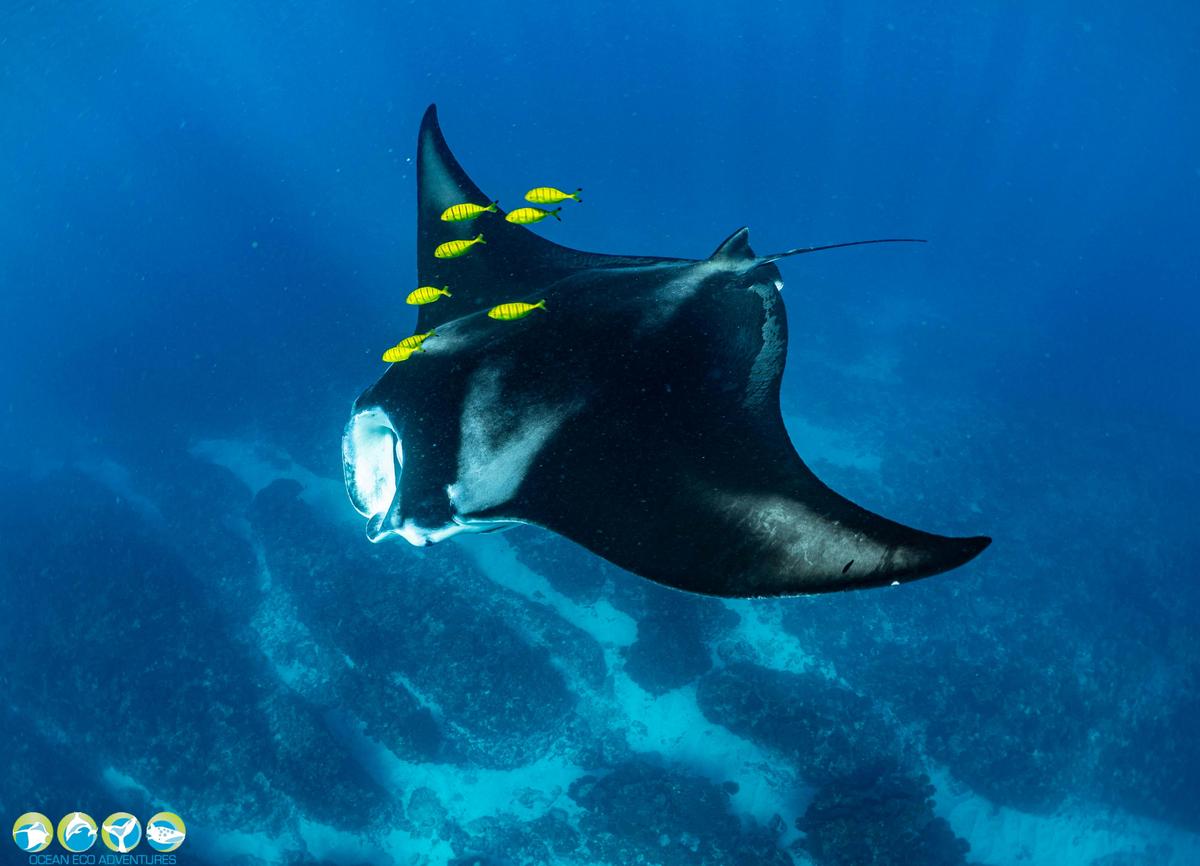 Majestic Manta Ray