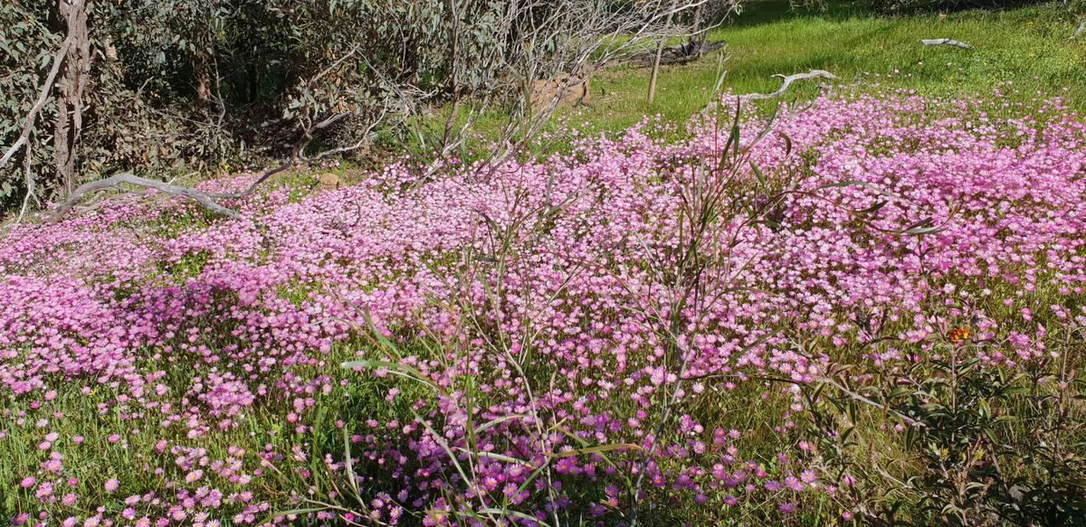 Pelham Reserve Everlastings