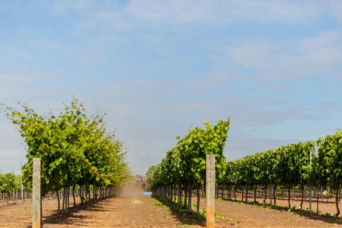 Olive Farm Wines, Millendon, Western Australia