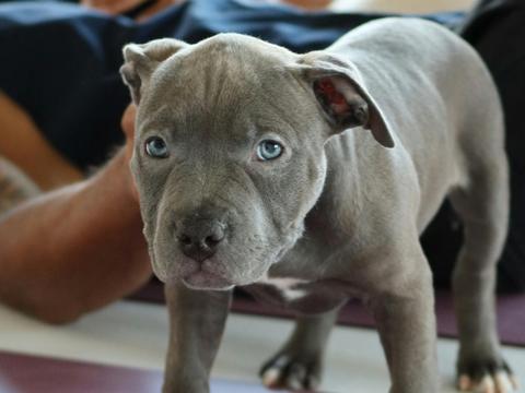 Puppy Yoga Perth