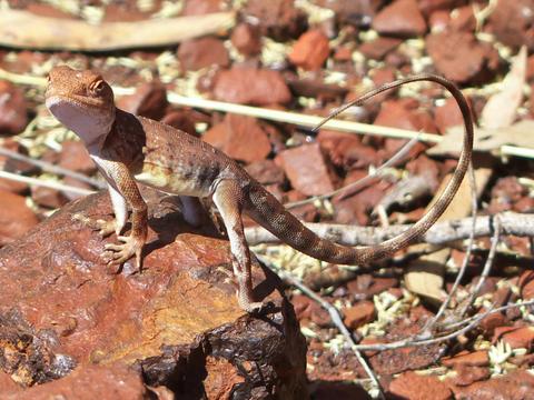 Perth to Darwin - 18 Day Tour