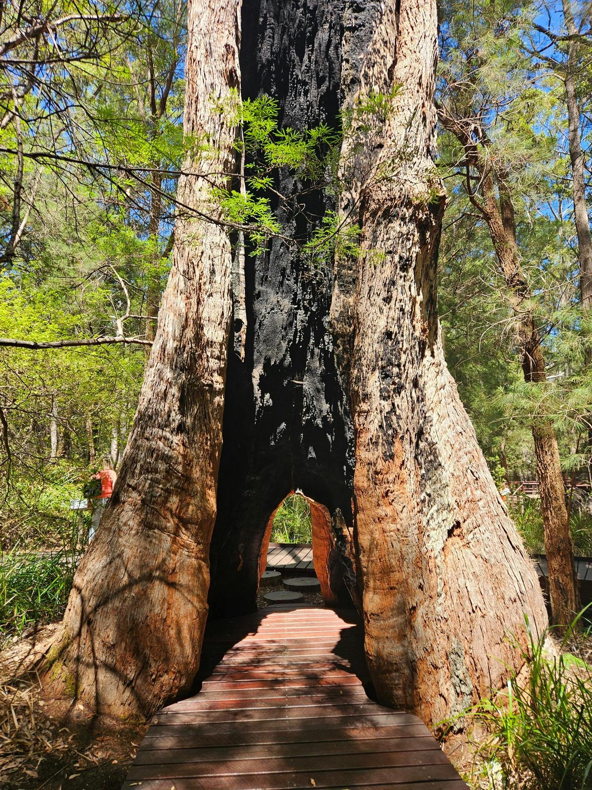 Busselton Jetty, Ngilgi Cave, Tree Top Walk and the Gap - Two days, one night