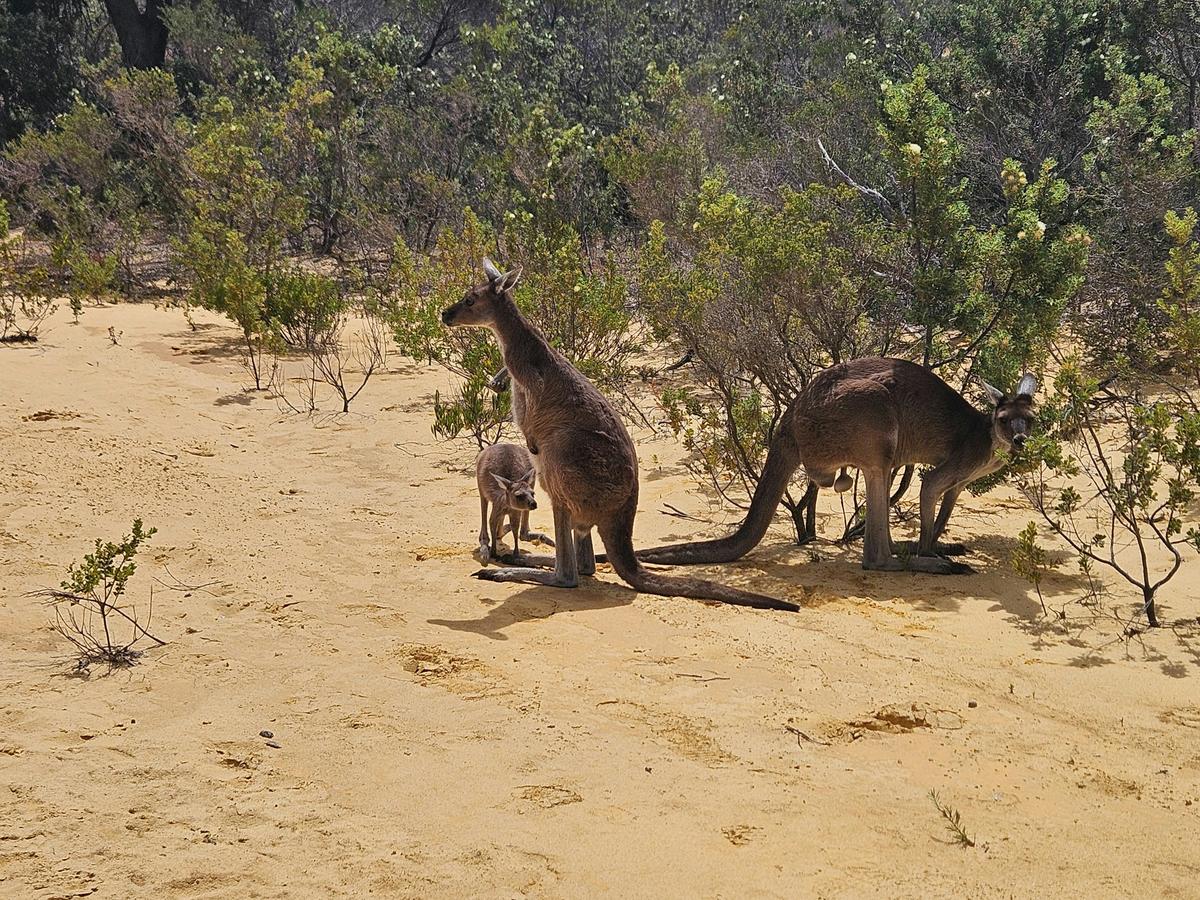 Private Pinnacles Desert Tour From Perth – Lancelin Sandboarding Day Tour