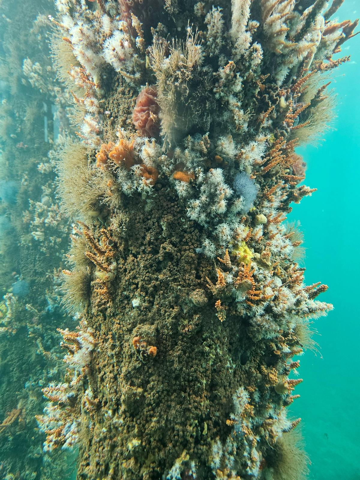 Busselton Jetty and Underwater Observatory