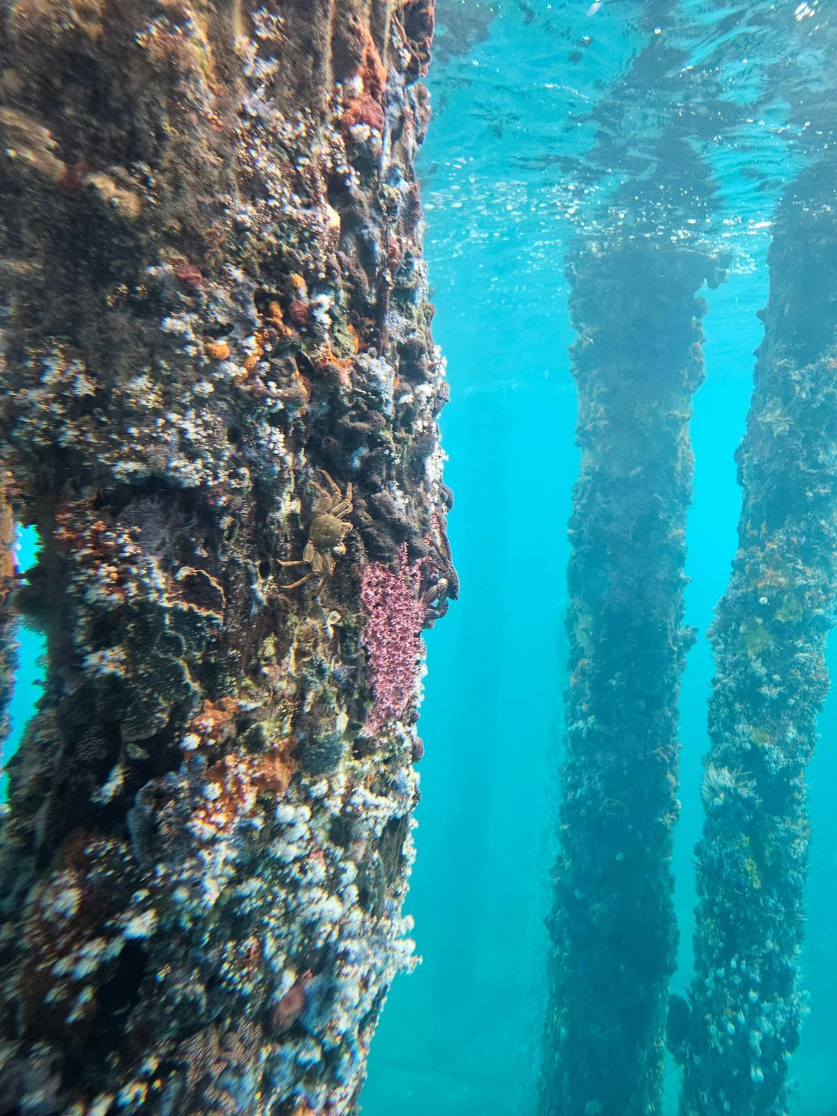 Busselton Jetty and Underwater Observatory