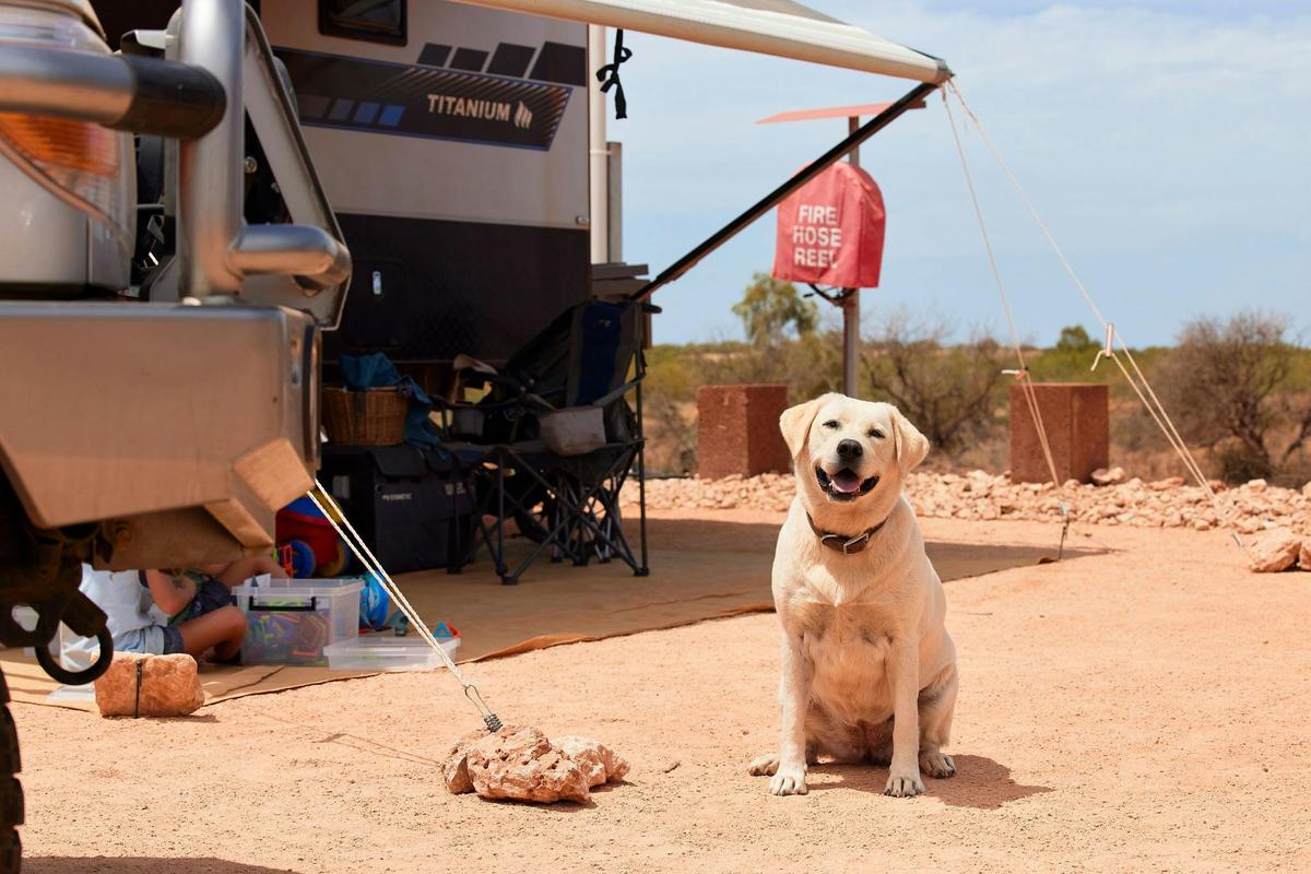 Pet Powered Site