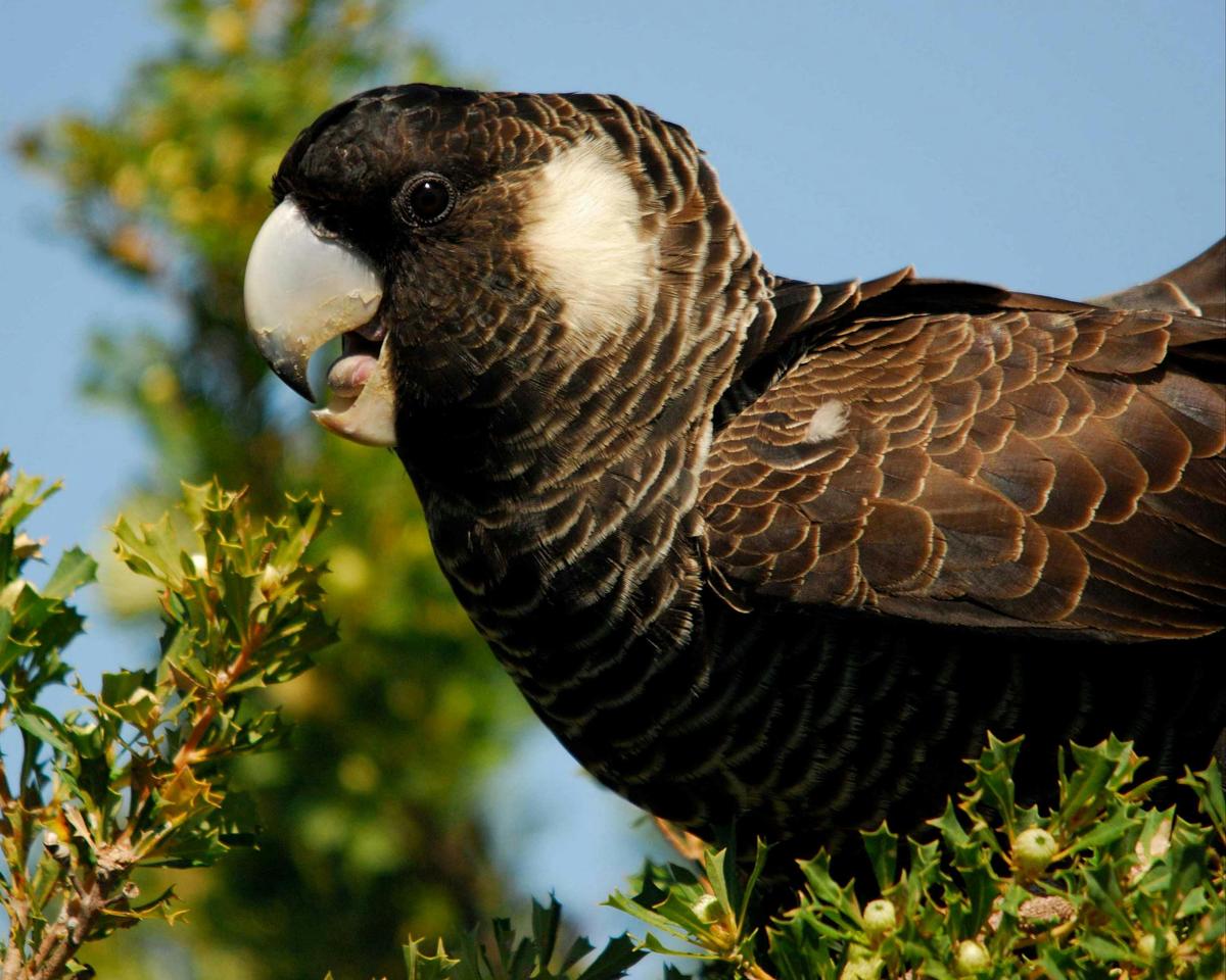 Birdwatching Tour