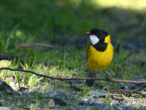 Birdwatching Tour