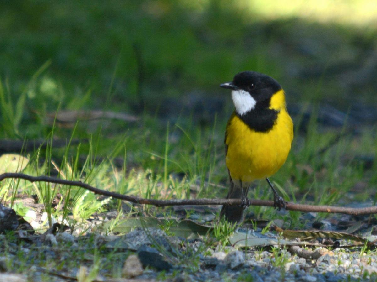 Birdwatching Tour