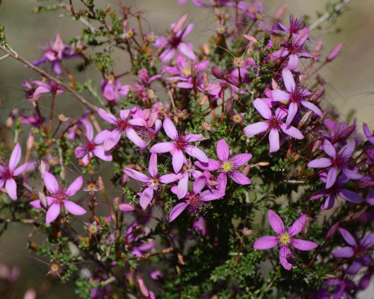 Pink Summer Calytrix is one of over 1000 wildflowers found in the Perth area.