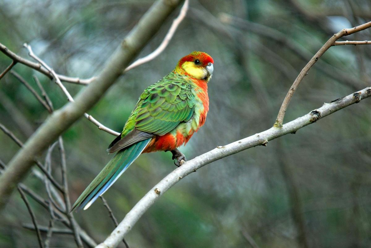 Birdwatching Tour