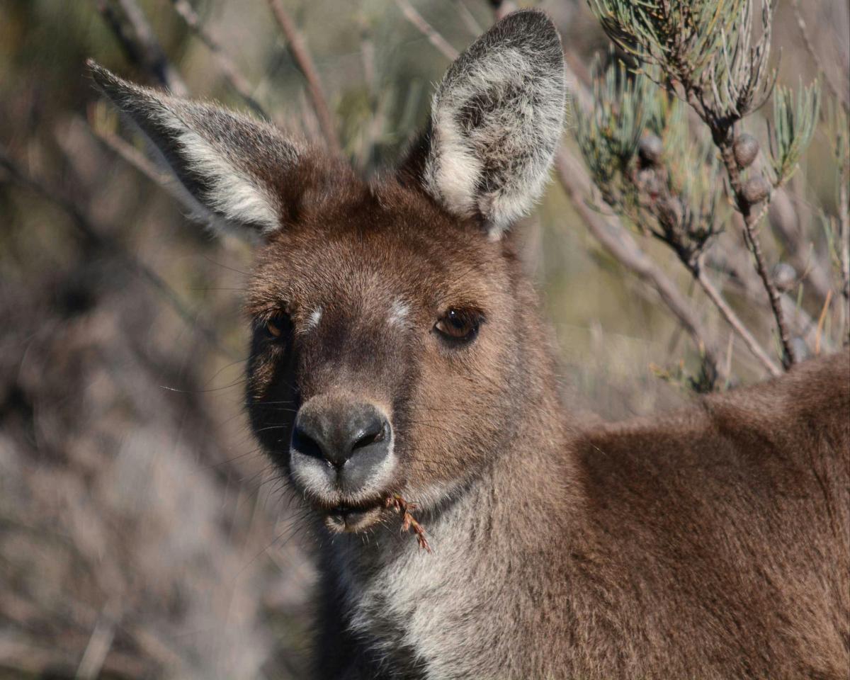 Western Grey Kangaroos are the most often seen native mammal species in Perth.