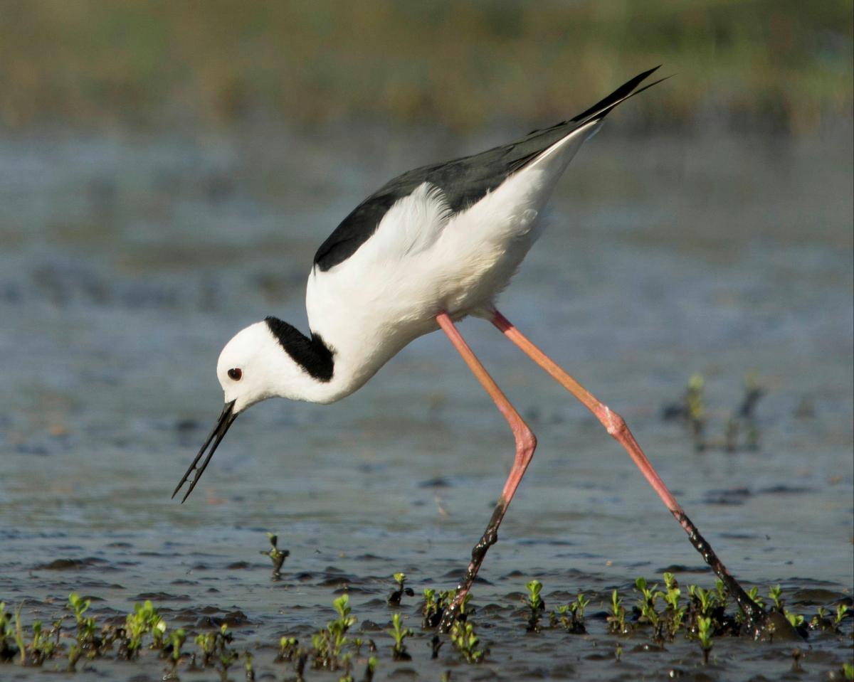 Birdwatching Tour