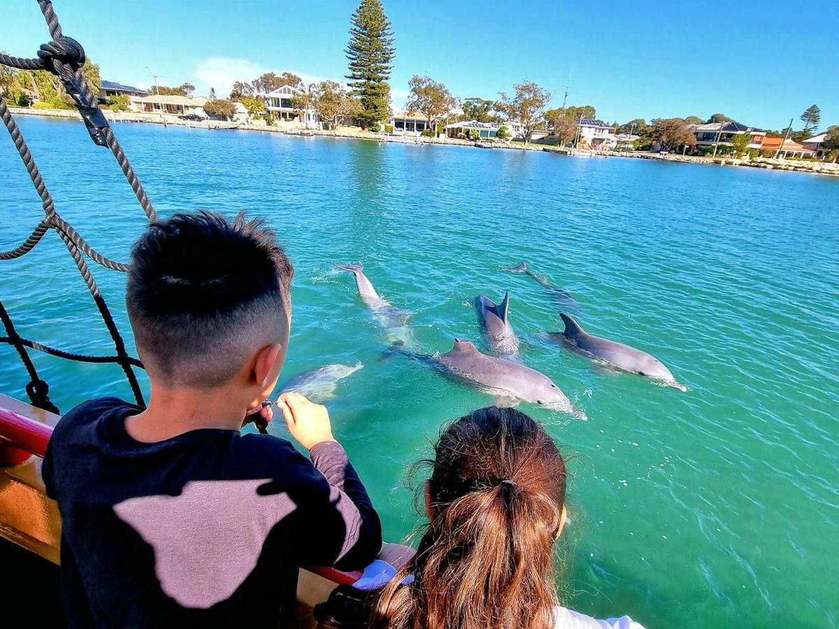 Mandurah dolphins on the 45 Minute Pirate Cruise