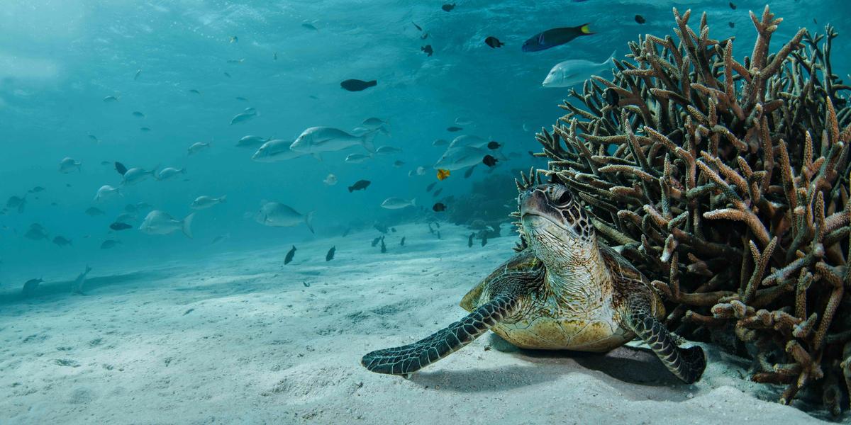 7 Night Ningaloo Luxury Wildlife Package