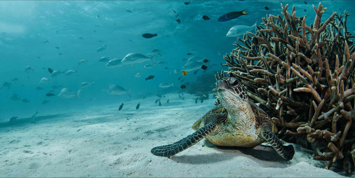 Private Ningaloo Reef Sailing Charters