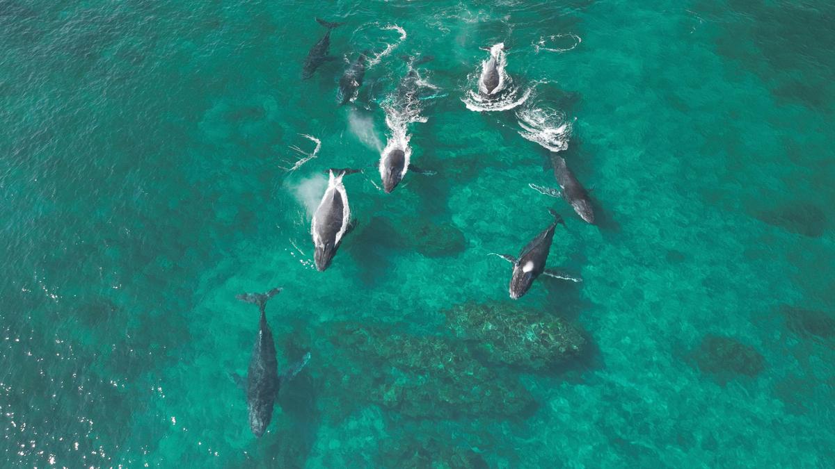 7 Night Ningaloo Humpback Whale Safari Package
