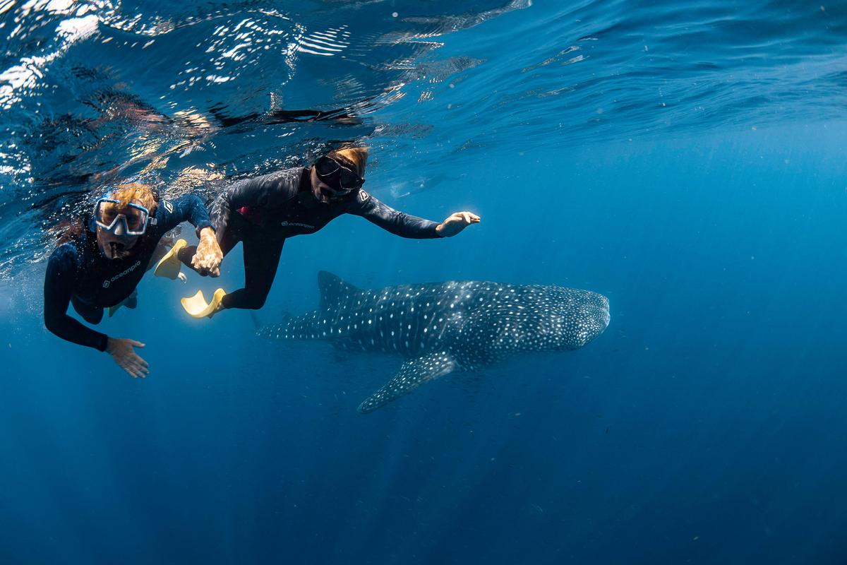 7 Night Ningaloo Luxury Wildlife Package