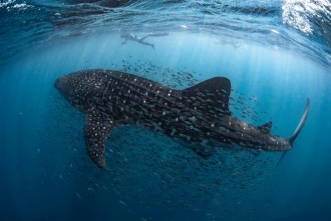 7 Night Whale Shark Wonder Week Package