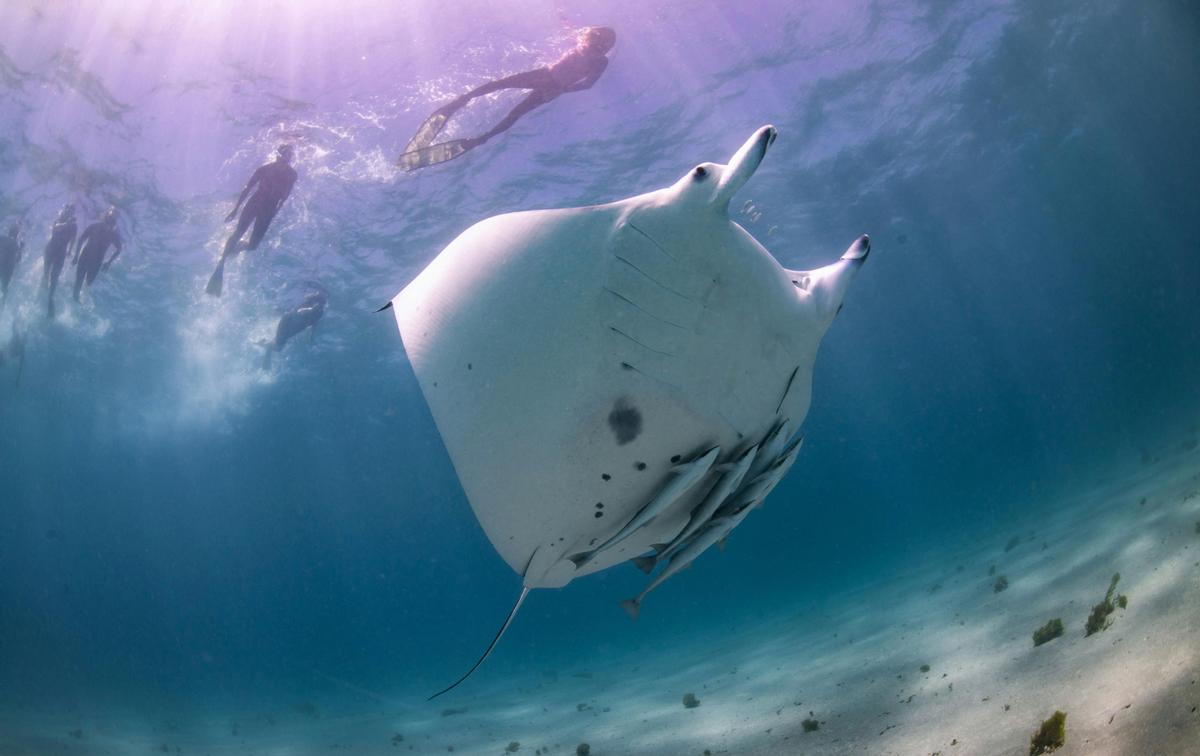 3 Night Snorkel and Dive Getaway